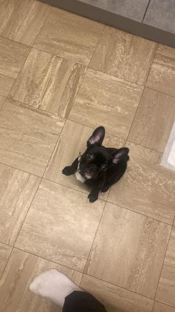 Image 2 of Frenchie puppy looking for new home