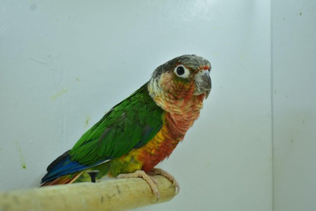 Preview of the first image of Baby pineapple conures looking for loving homes different mu.