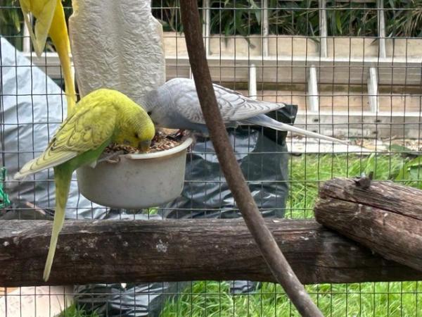 Image 19 of 6 baby budgies for sale various colours