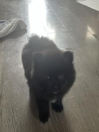 Image 9 of Pomeranian puppies ready now