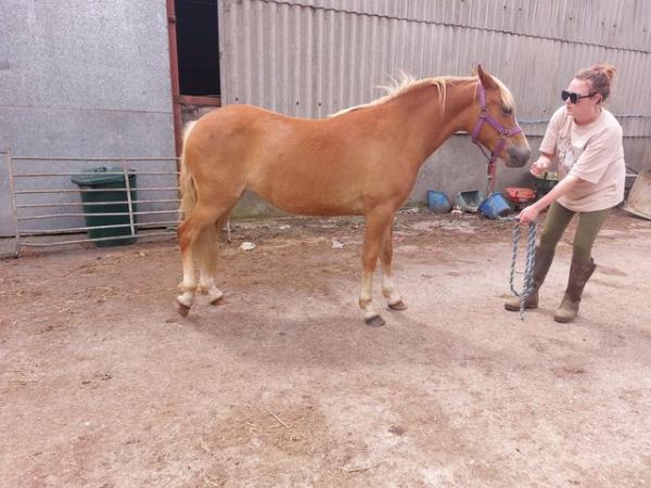 Image 5 of 2 yr old New forest mare