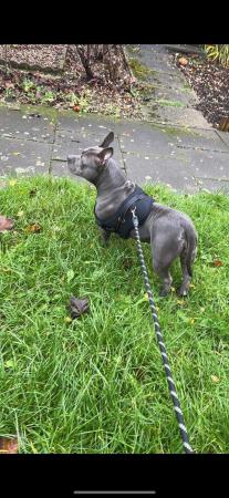 Image 5 of 19 month oldblue/white American pocket bully