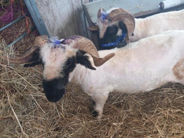 Image 2 of Registered 1 Year old valais tup for sale