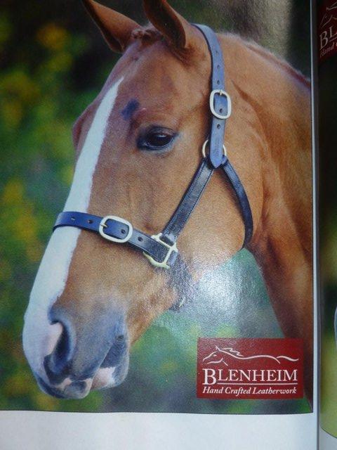 Preview of the first image of New Shires Blenheim Black Leather  Headcollar  Extra Full.