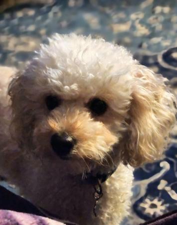 Image 4 of Beautiful toy poodle puppies READY NOW