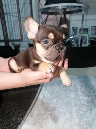 Image 14 of French bulldog puppies ready in 3 weeks
