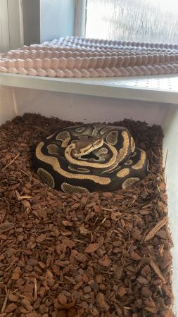 Image 2 of Royal python breeding set up