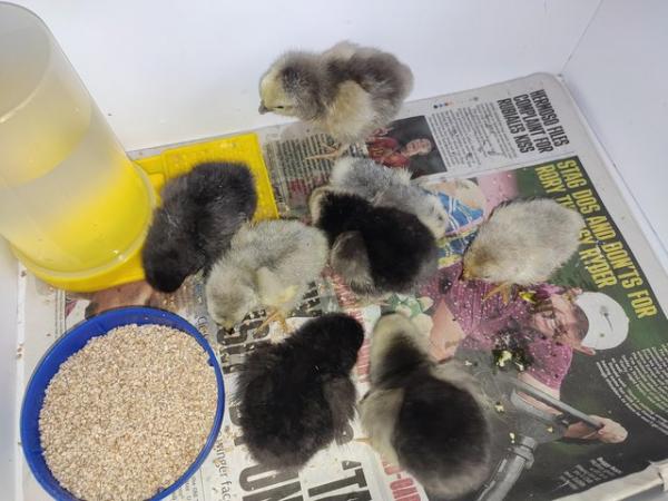 Image 3 of Silkie and pekin chicks unsexed
