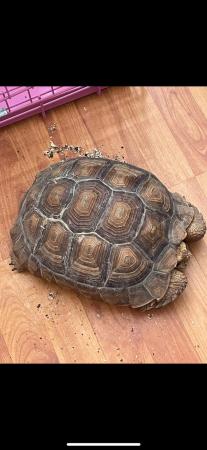 Image 4 of Large sulcuta tortoise for rehoming