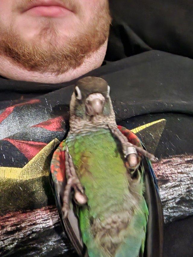 Preview of the first image of Crimsonconure 5 months old.