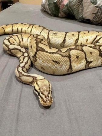 Image 4 of ball python Orange Dream Yellow Belly Spider Adult Female