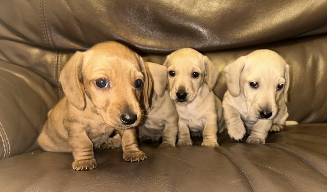 Stunning Cream Miniature Dachshund Litter for sale in Tyldesley, Greater Manchester - Image 19