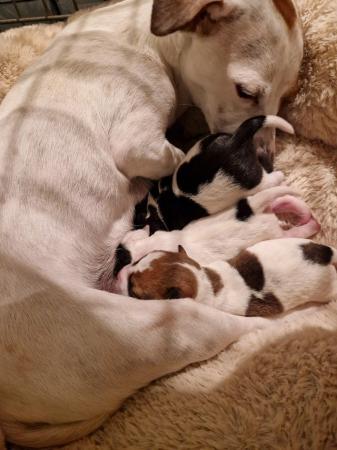Image 8 of 2 Jack Russell Puppies For Sale