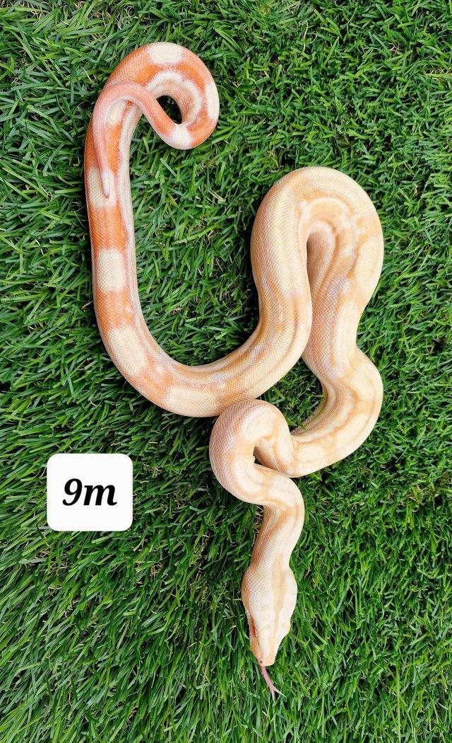 Preview of the first image of Albino roswell Laddertail boa constrictor male.