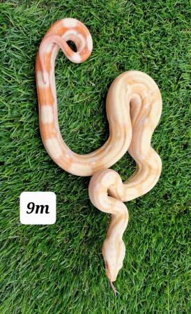 Image 1 of Albino roswell Laddertail boa constrictor male