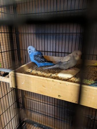 Image 4 of Baby budgies ready for homes