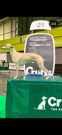 Image 4 of Kc reg whippet pups for sale. ready june 26th
