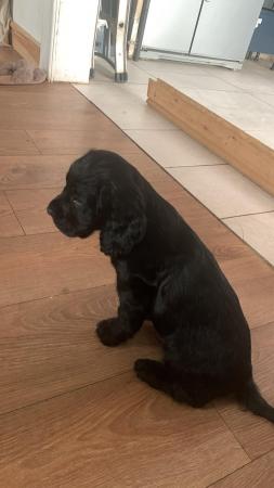 Image 2 of Kc Cocker Spaniel pups ready to leave reduced 2 left