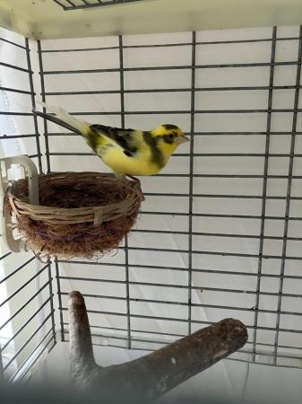 Image 3 of Male Fife canaries for sale