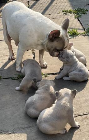 Image 22 of QUALITY TRUE TO TYPE FRENCH BULLDOG PUPPIES
