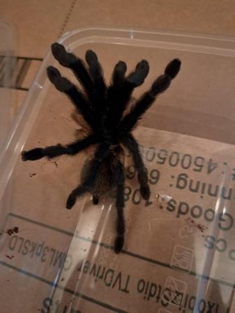 Image 7 of 6x tarantulas. Includes adult females and juvies