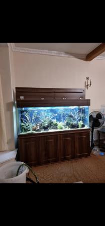 Image 3 of 450lt fish tank with everything for sale