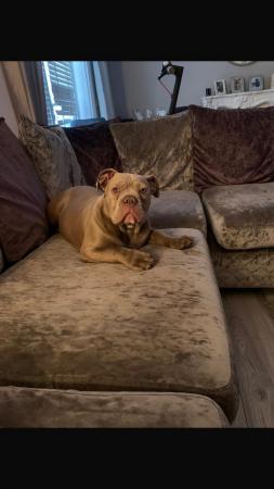 Image 1 of 5 month old thyme bulldog