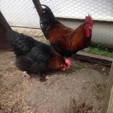 Image 4 of FRENCH COPPER MARAN HATCHING EGGS FOR SALE
