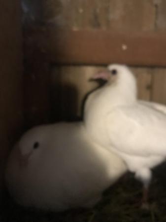 Image 6 of Fantail pigeons and Doves for sale.