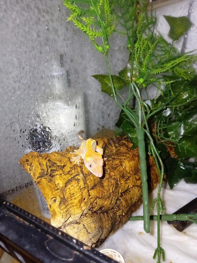 Preview of the first image of 5 month old crested geckos looking for forever homes :).