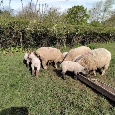 Image 3 of Ewes and lambs for sale