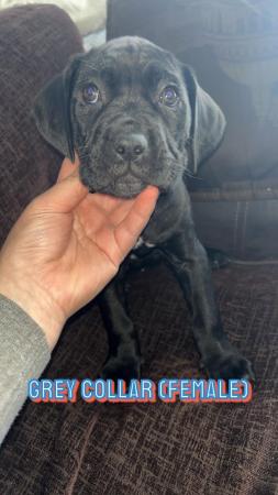 Image 2 of 8 week old  Cane corso pups  kc reg & chipped