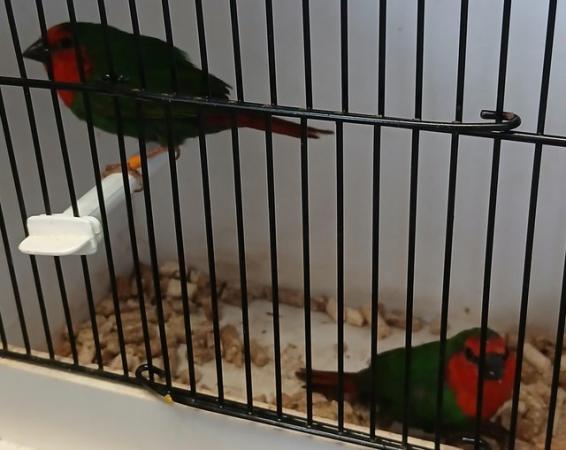 Image 6 of Finches Red-throated parrotfinchs