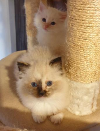 Image 6 of Pure bred Ragdoll Kittens Seal Tortie girl/Apricot cream boy
