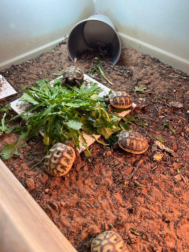 Preview of the first image of 2023 Hermanns tortoise hatchlings - ONLY 3 left.