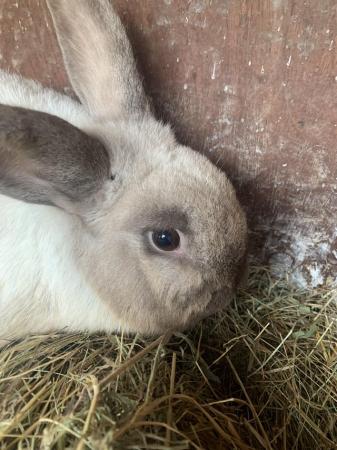 Image 4 of One year old boy rabbit