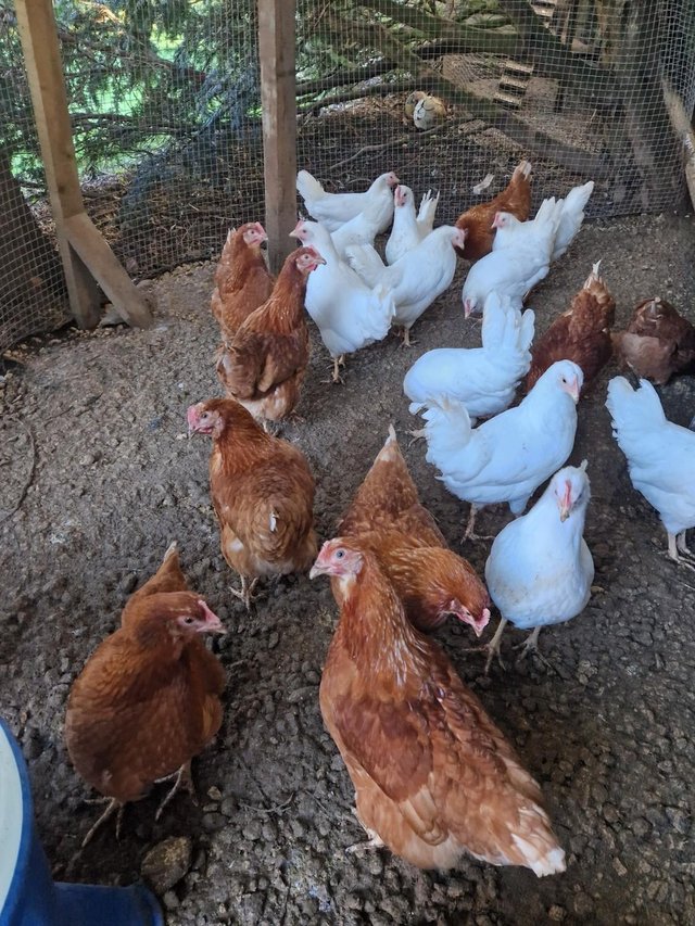Young laying chickens for sale For Sale in Tickencote, Stamford, Rutland Preloved