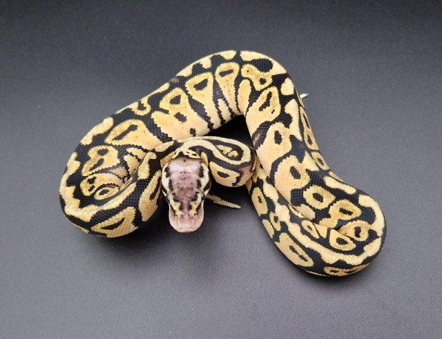 Preview of the first image of Pastel Red Stripe Spotnose Het Clown F Ball Python 230902.