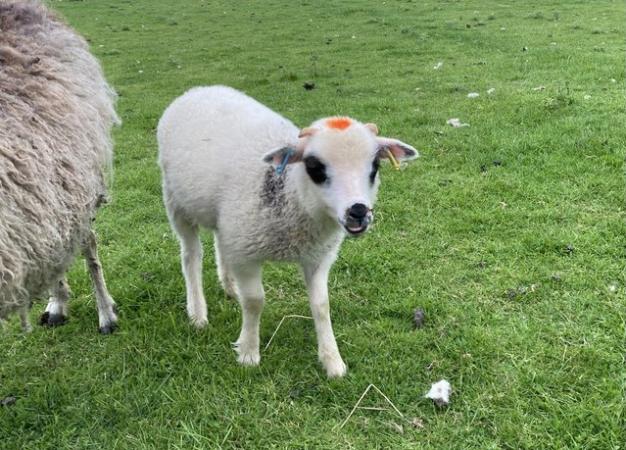Image 11 of Shetland sheep wether lambs (castrated rams) for sale