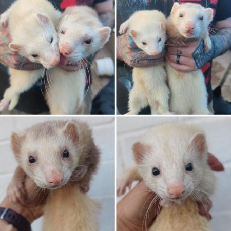 Image 1 of Rescue ferrets for adoption