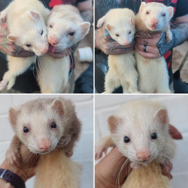 Preview of the first image of Rescue ferrets for adoption.