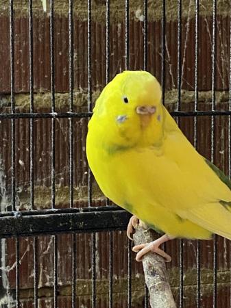Image 4 of Baby and Young Budgies For Sale