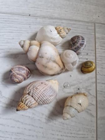 Image 5 of Assorted shells for fish tank