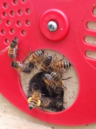 Image 3 of 6 frame nuc of overwintered honeybees