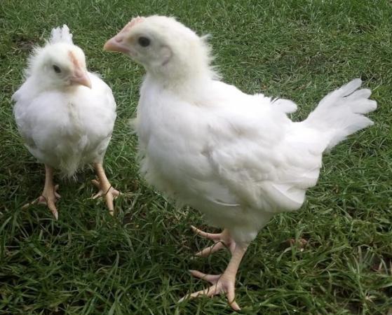 Image 2 of Chicks for sale french marans and white leghorns