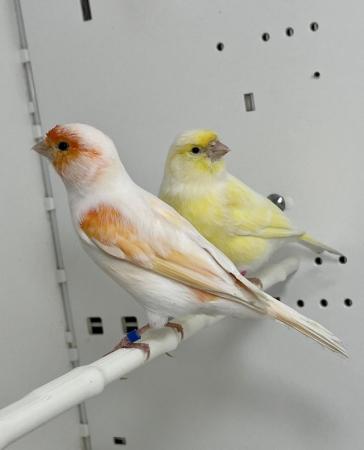 Image 3 of Beautiful Pair of Mosaic Canaries For Sale