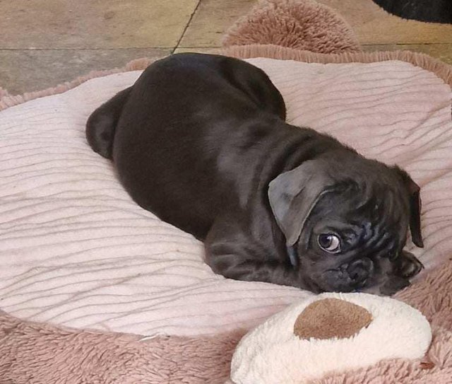 Preview of the first image of Gorgeous BLUE and Tan Pug puppies, KC, PDE clear..