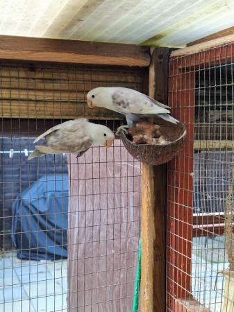 Image 3 of Unrelated already paired lovebirds all aviary bred