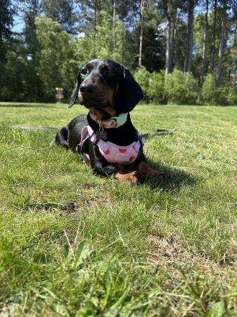 Image 4 of 3 year old dachshund for sale