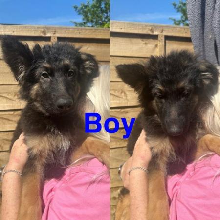 Image 5 of Last 2 German Shepherd puppies looking for there forever hom